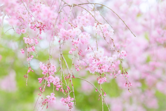 しだれ桜の寿命は長い 花の寿命は しだれ の漢字は 英語では Minimemo