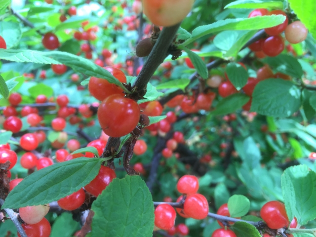 山桜桃梅とは何 読み方と意味 季節 食べ方をご紹介 赤い実が可愛すぎ Minimemo